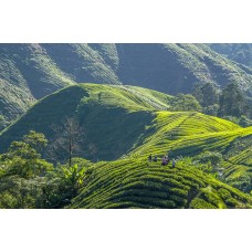 Full Day Tour Cameron Highlands EX-KL
